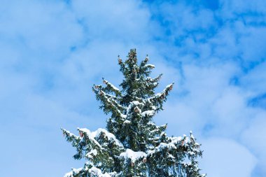 Mavi gökyüzüne çarpan karlı yüksek bir ağacın tepesinde.