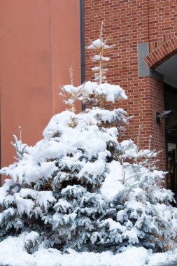 Avrupa şehir merkezi Münih 'te kar altında ışıkları olan şık noel ağaçları. Mesaj için yer var. Büyük Noel ağaçları