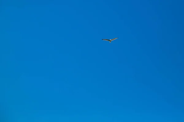 Small seagull flying in the blue sky. Background — Stock Photo, Image