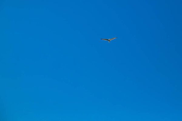 Small seagull flying in the blue sky. Background