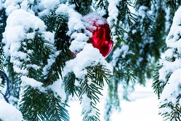 Snö täckta grenar av en julgran närbild, bakgrund för nytt år inredning — Stockfoto