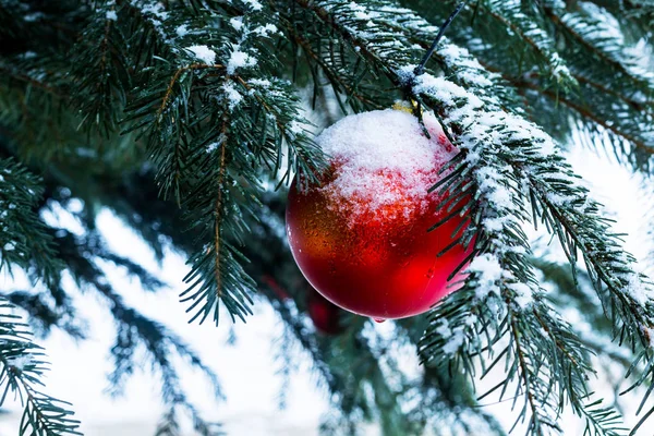Κοντινό πλάνο της κόκκινης μπάλας κρέμεται σε ένα διακοσμημένο χριστουγεννιάτικο δέντρο έξω το χειμώνα. — Φωτογραφία Αρχείου