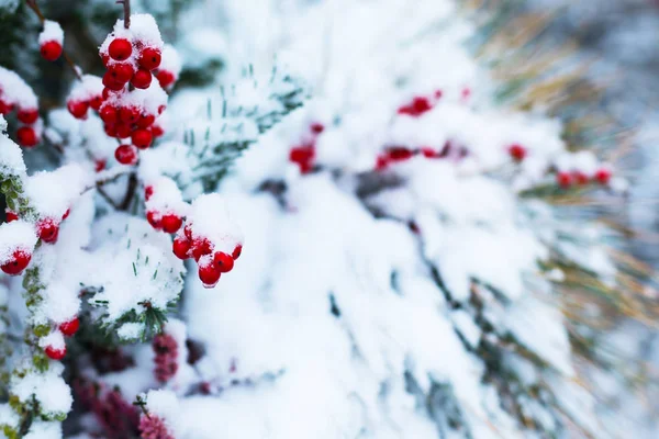 Κόκκινα μούρα κάτω από το χιόνι στα δεξιά, σε ένα χιονισμένο φόντο, ένα μέρος για κείμενο, αντιγραφή χώρου — Φωτογραφία Αρχείου