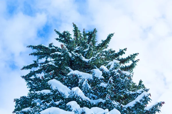 Jättebred julgran mot blå himmel — Stockfoto