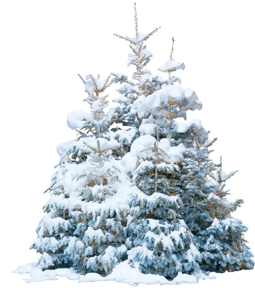 Grup üzerinde beyaz izole kar soğuk çam ağaçları