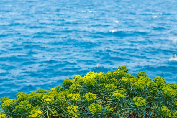 Plantas verdes no fundo do mar azul na costa da Itália — Fotografia de Stock