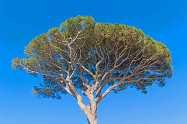 Capri, İtalya 'da güzel bir çam ağacı. Alt görünüm, kartpostal