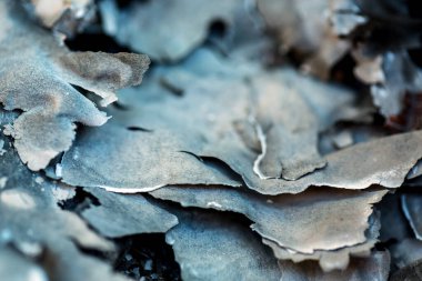 Yanmış Kağıt Yığını Kapat, arkaplan