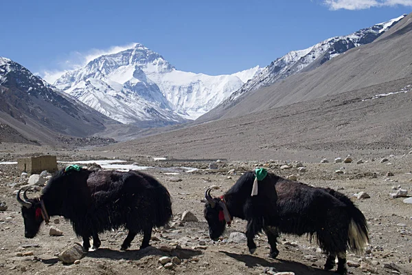 Saha Kampı Tibet Yaks Ile Gelen Everest Dağına — Stok fotoğraf