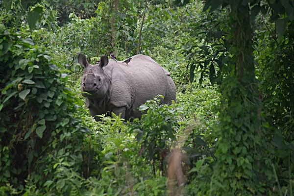 Büyük tek boynuzlu gergedan Chitwan Milli Parkı, Nepal