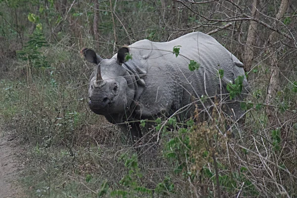 Büyük tek boynuzlu gergedan Chitwan Milli Parkı, Nepal