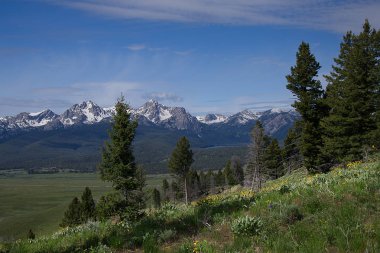 Sawtooth dağlar ve Stanley, Idaho yakınındaki Havzası Butte yolundan kır çiçekleri