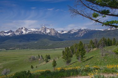 Sawtooth dağlar ve Stanley, Idaho yakınındaki Havzası Butte yolundan kır çiçekleri