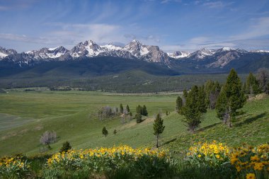 Sawtooth dağlar ve Stanley, Idaho yakınındaki Havzası Butte yolundan kır çiçekleri
