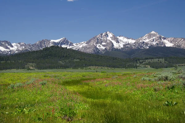 Montañas Sawtooth Flores Silvestres Fr653 Cerca Stanley Idaho —  Fotos de Stock
