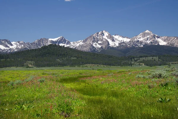 Sawtooth Mountains Wildflowers Fr653 Stanley Idaho — Stock Photo, Image