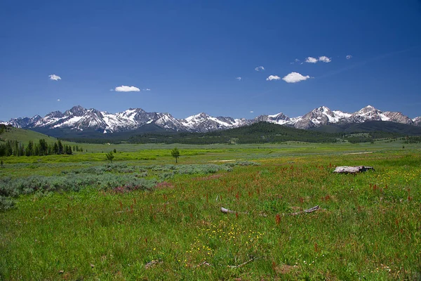 位于爱达荷州斯坦利附近的 Fr653 的锯齿状山脉和野花 — 图库照片