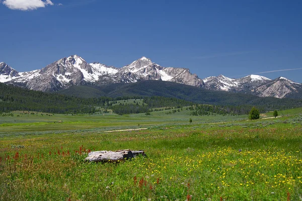 Montañas Sawtooth Flores Silvestres Fr653 Cerca Stanley Idaho —  Fotos de Stock