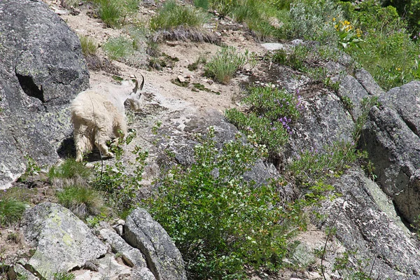 Mountain goat near Banner Pass in the Sawtooth Mountains of Idaho