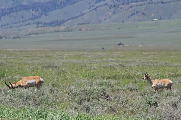 Pronghorns grazing in a meadow off Idaho State Road 75, south of Stanley Idaho