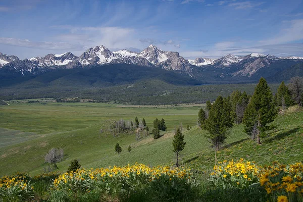Sawtooth dağlar ve Stanley, Idaho yakınındaki Havzası Butte yolundan kır çiçekleri