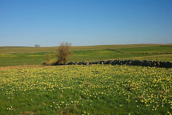 Narcisos Que Cubren Los Campos Meseta Aubrac Centro Sur Francia — Foto de Stock