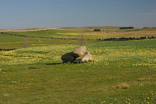 Güney Merkezi Fransa Aubrac yayla alanları kapsayan nergis