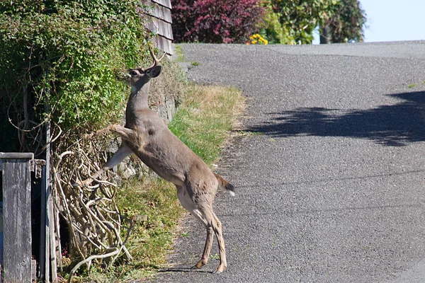 Üzüm Ucluelet, Vancouver Adası, British Columbia bir mahallede beslenirler geyik