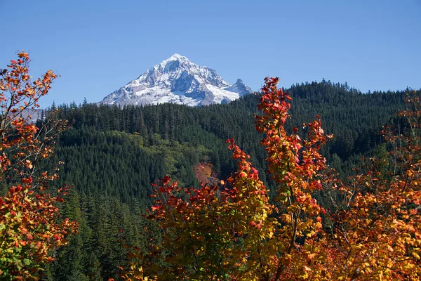 Herbstfarben Den Oregon Kaskaden Der Nähe Der Motorhaube — Stockfoto