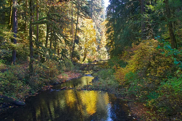 Χειμώνα Πέφτει Μονοπάτι Κρατικό Πάρκο Silver Falls Όρεγκον — Φωτογραφία Αρχείου