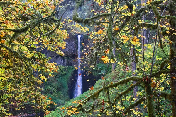 Orta Kuzey Falls Gümüş Falls State Park Oregon — Stok fotoğraf