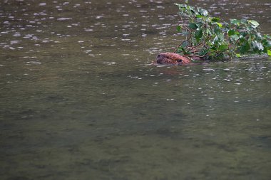 Eve yeni yapı malzemeleri - at nalı Gölü, Denali Np, Alaska getiren kunduz
