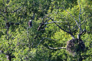 Kel kartal ve Lake Clark Milli Parkı, Alaska yuvada