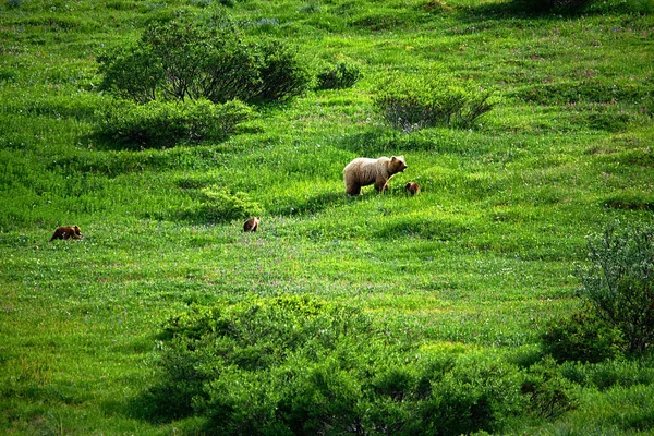 Mama Urso Grizzly Com Filhotes — Fotografia de Stock