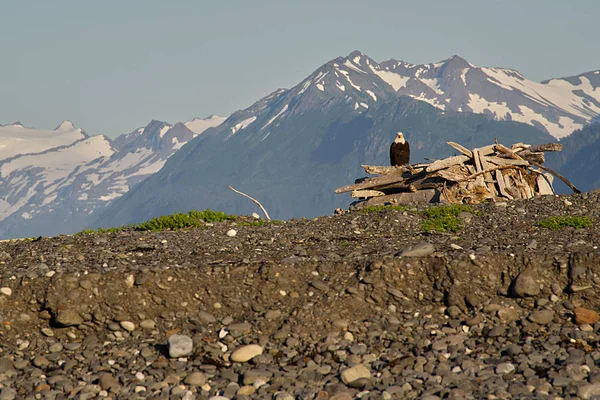 Águia Careca Com Montanhas Cobertas Neve Perto Homer Alasca — Fotografia de Stock