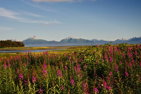 Homer, Alaska yakınındaki Snow-capped Dağları ile Fireweed