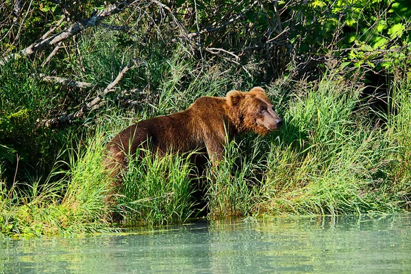 Juvenil Kuzey Amerika boz ayısı, Lake Clark, Alaska Somon Balık tutma