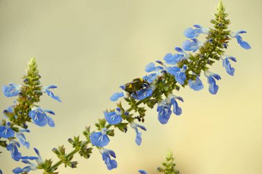 Bumblebee bataklık adaçayı üzerinde