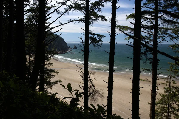 Oswald Batı Eyalet Parkı 3966