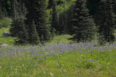 Yağmur Yağıyor_4639