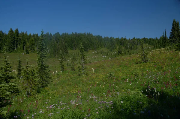 Mt Rainier _ 4595 — Fotografia de Stock