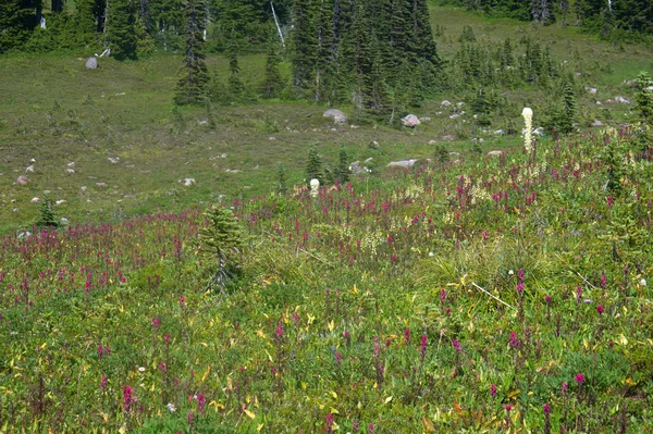 Mt Rainier _ 4597 — Fotografia de Stock