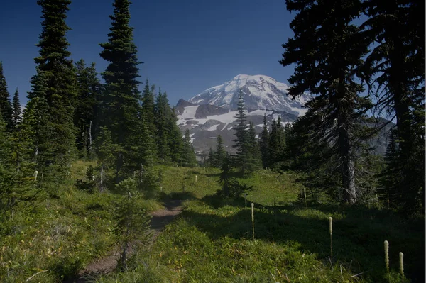 Mt Rainier _ 4598 — Fotografia de Stock