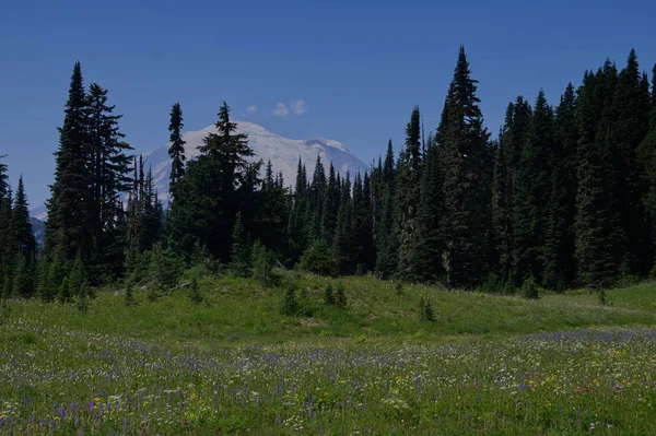 Mt Rainier _ 4625 — Fotografia de Stock