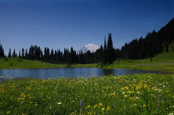 Mt Rainier _ 4627 — Fotografia de Stock