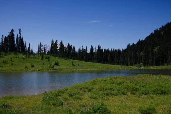 Mt rainier _ 4635 — Stockfoto