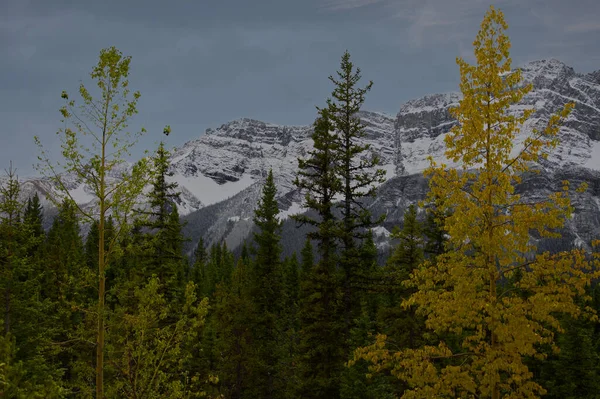 Canadese Rockies _ 5254 — Stockfoto