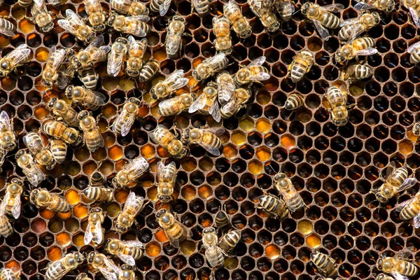 선택적 공간에 양봉장 벌집에 꿀벌의 클로즈업 — 스톡 사진