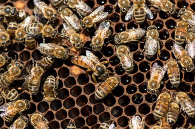 Kraliçe Arı sürüsü - seçici odak