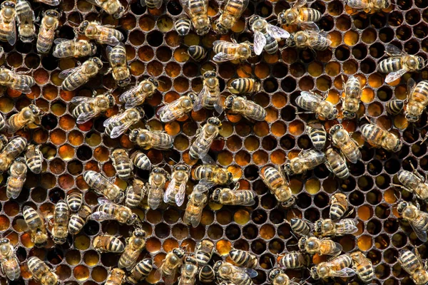 养蜂场蜂窝上蜜蜂的特写 选择性聚焦 复制空间 — 图库照片